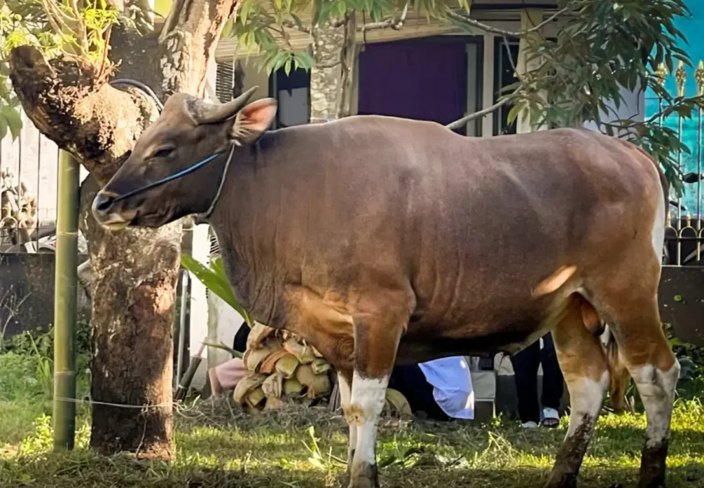 Overcoming Liver Fluke Infections That Are Still Commonly Found 1 picture of a cow