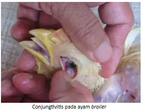 Ammonia Levels on the Primary Body Defense System 1 conjunctivitis in broiler chickens