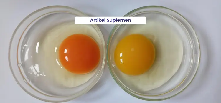 optimalkan kualitas warna kuning telur