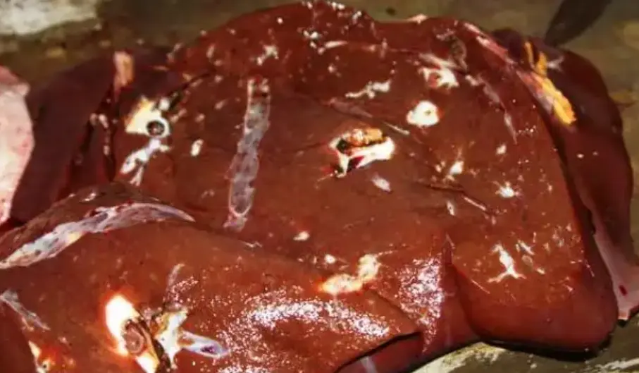 Overcoming Liver Fluke Infections That Are Still Commonly Found 2 liver fluke observation