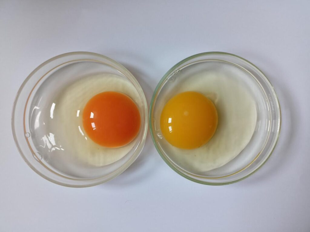 egg testing