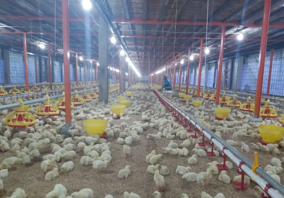 Langkah Tepat Memaksimalkan Periode Brooding Broiler