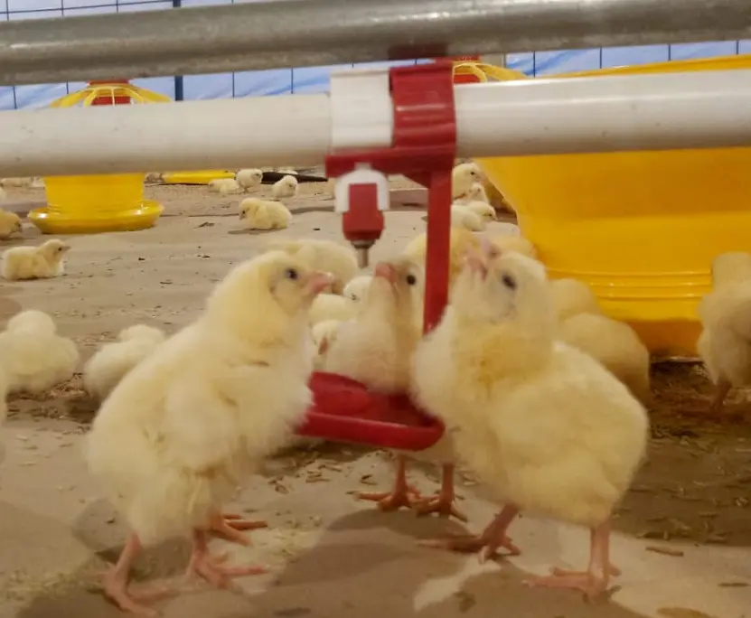 Langkah Tepat Memaksimalkan Periode Brooding Broiler 15 15
