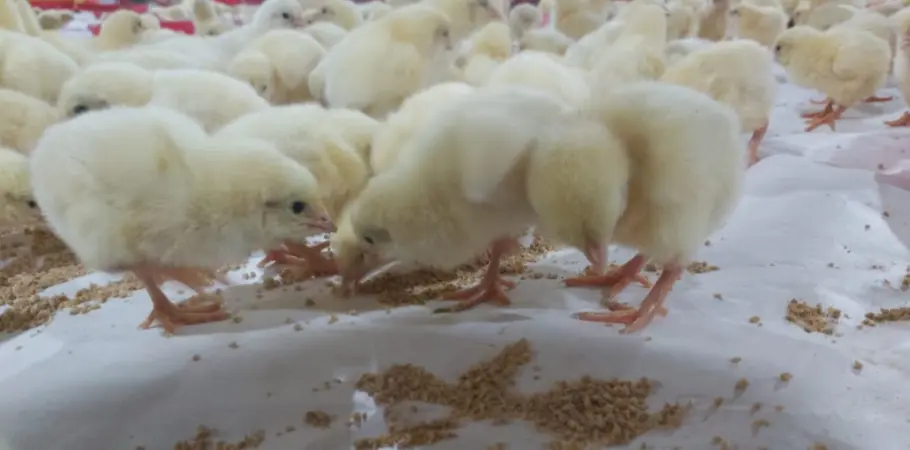 Langkah Tepat Memaksimalkan Periode Brooding Broiler 16 16