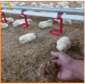 Langkah Tepat Memaksimalkan Periode Brooding Broiler 17 17