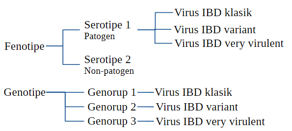 Mengenal IBD Variant 2 bagan pengelompokan virus ibd