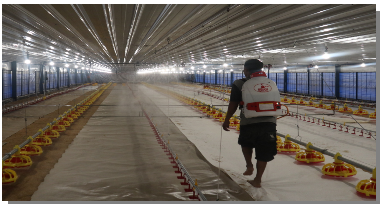 Langkah Tepat Memaksimalkan Periode Brooding Broiler 2 2 2