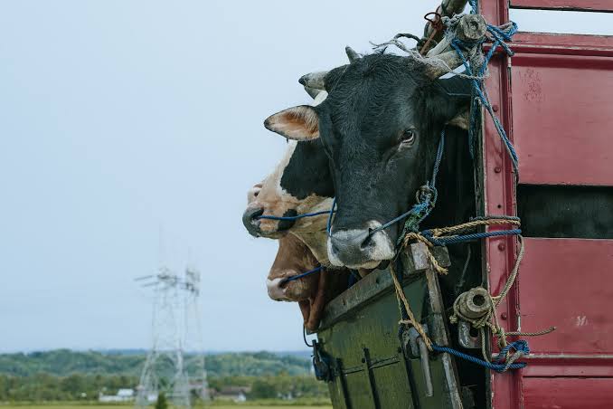 Mengenal Shipping Fever pada Sapi