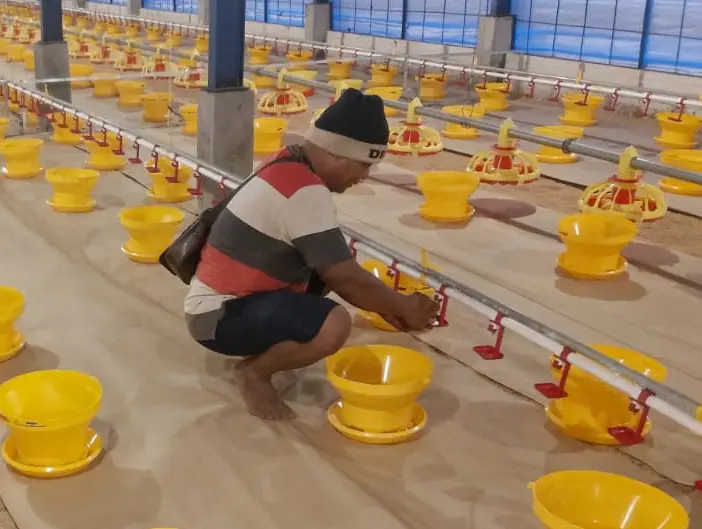 Langkah Tepat Memaksimalkan Periode Brooding Broiler 5 5