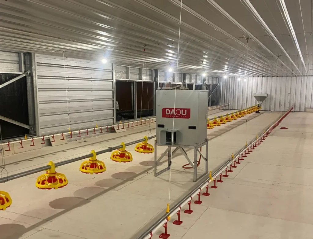 Langkah Tepat Memaksimalkan Periode Brooding Broiler 6 6