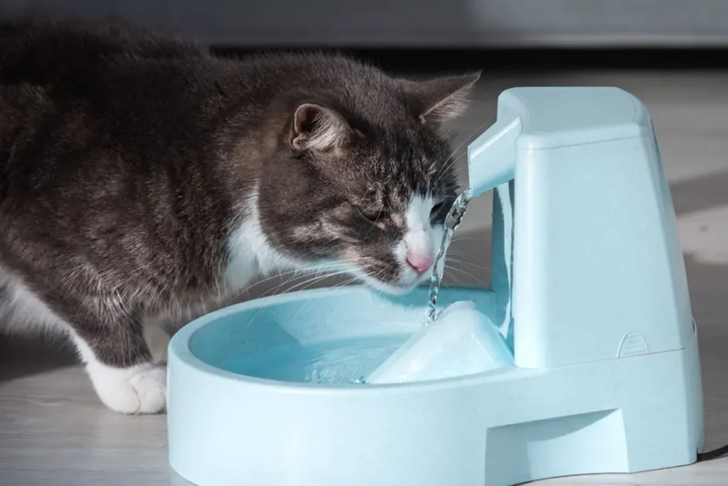 Penyakit Kucing Susah Pipis yang Terus Menghantui 2 water fountain untuk minum kucing
