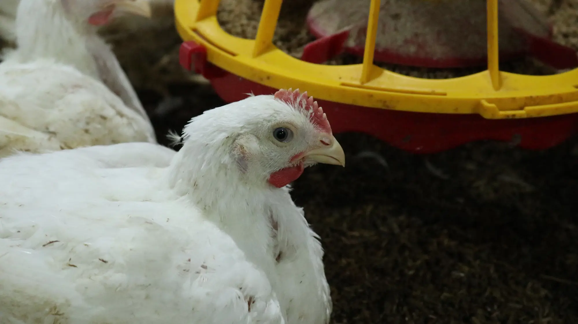 Tungau pada ayam