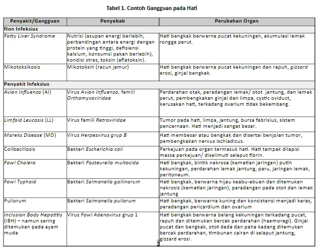 Menjaga Hati, Menjaga Produksi: Strategi Proteksi Hati pada Ayam Layer Produktif 1 1 2