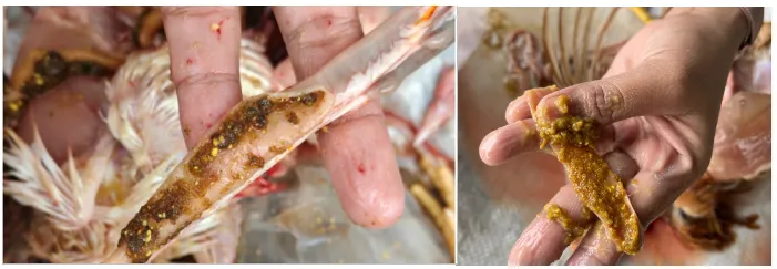 Pemanfaatan Probiotik untuk Meningkatkan Performa Ayam 6 6